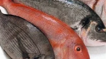 تحذيرات وزارة الصحة من مخاطر تناول الأسماك غير الصالحة للاستهلاك الآدمي